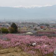 桃源郷公園周辺の桃畑