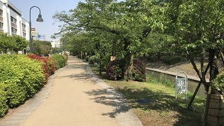 緑の木々がずっと続きます