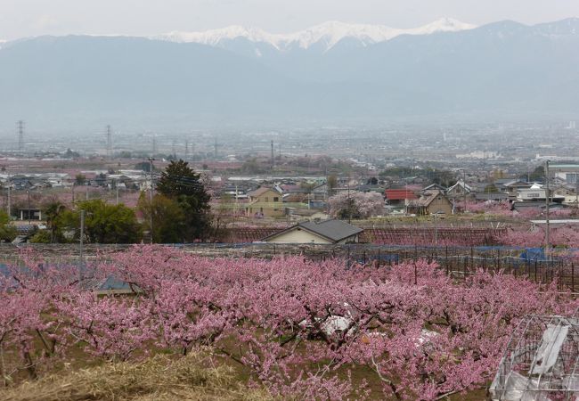 桃源郷公園周辺の桃畑