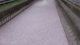 下町のお花見スポット