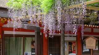 春日大社の藤の花