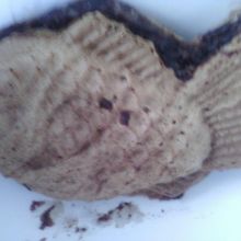 あんこがはみだしています。