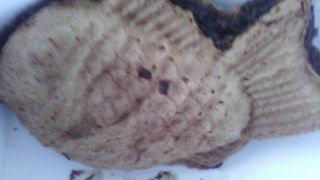 なんておいしい、たいやきなんでしょうね。