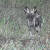 Tydon Safari Camp