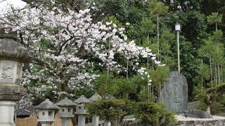 桜が綺麗でした