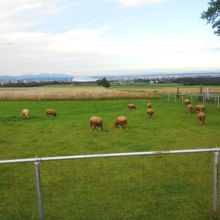 羊たちの向こうに札幌の街が