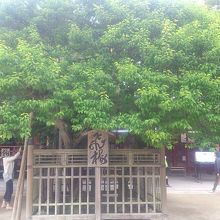 葉が青々と茂っていました……