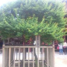 葉が茂っていました