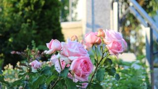 バラが綺麗に咲いていました