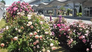 １６０種類１０００株のバラが見頃でした。