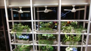 あじさいが飾ってありました