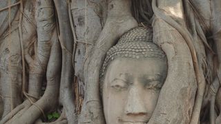 菩提樹に包み込まれた仏頭が有名