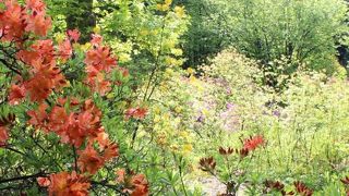 ５月下旬からアザレアが見頃