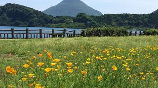 開聞岳と池田湖と花畑