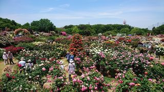 5月ですね。バラですね。