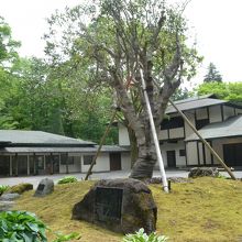 この木が立派でした。