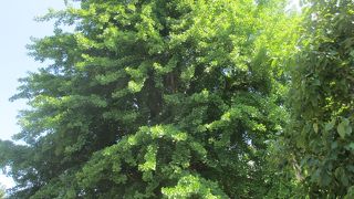 緑の葉が眩しいくらいに繁っていたのが印象に残りました