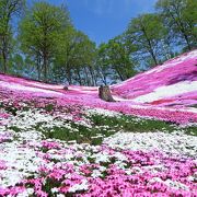 今年も満開の芝桜