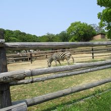 動物園スペース！