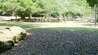 ベンチがいつくもありますがお弁当は危険です