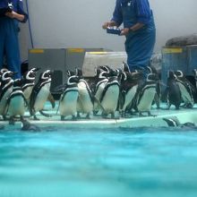 マゼランペンギンの飼育数は日本一