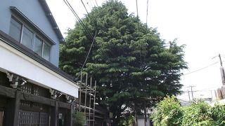 寺町谷中の名所の一つになっている立派な大木です