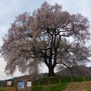 韮崎の桜と言えばここ