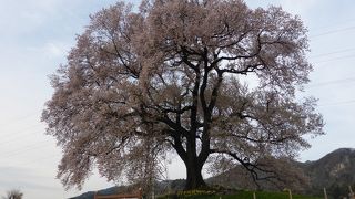 韮崎の桜と言えばここ