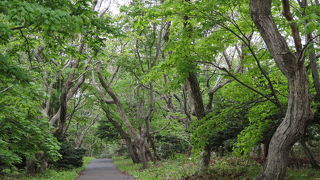 原生林がひろがる自然豊かな島