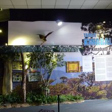 ボルネオ島の展示がありました