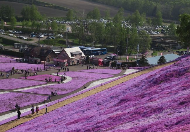 芝桜が本当にきれいでした