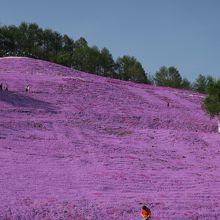 一面の芝桜