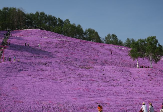 芝桜がすごいです