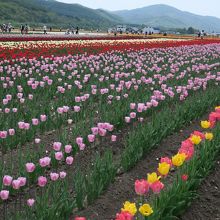 チューリップフェア期間中