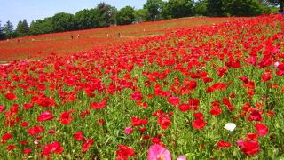 シャーレーポピーなどが見頃でした