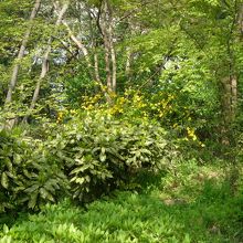 色々な花が咲いています