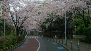 桜満開、けやき坂