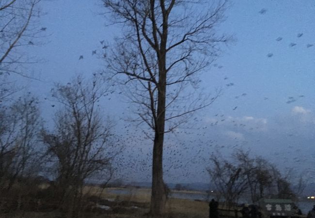 今年は鳥の数がすごかった！