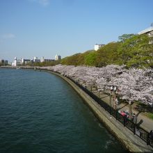 大川沿いに桜が満開になります