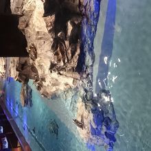 ペンギンの水中シーンが間近に見れます。