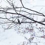 桜の時期は景色が良いです