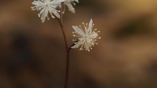 自然が保存されている公園です