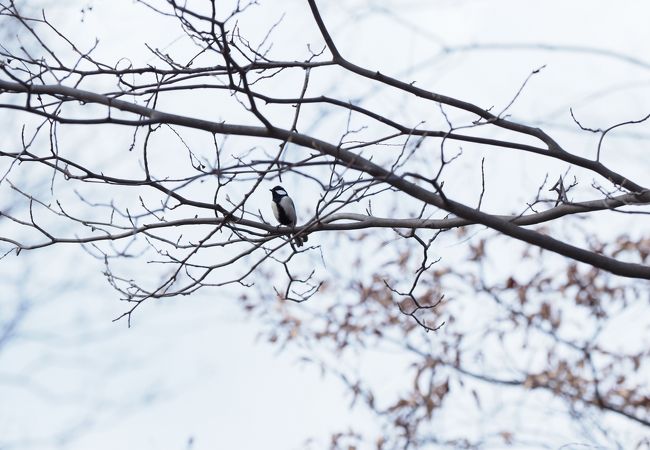 桜の時期は景色が良いです