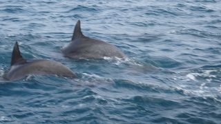 大量のイルカウォッチング