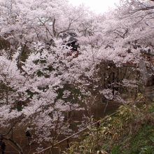 桜で橋も見えません。