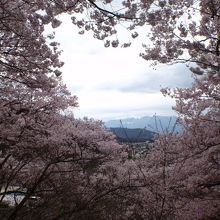 皆さん、こんな写真を撮っていました。雪山に桜？