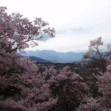 続雪山に桜