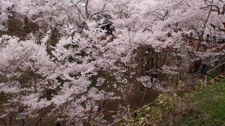 高遠の桜を見に行きました。