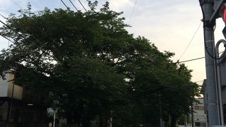 桜の時期を過ぎると緑に覆われる