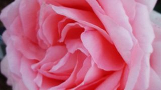 様々な薔薇が咲き誇るヴェルニー公園